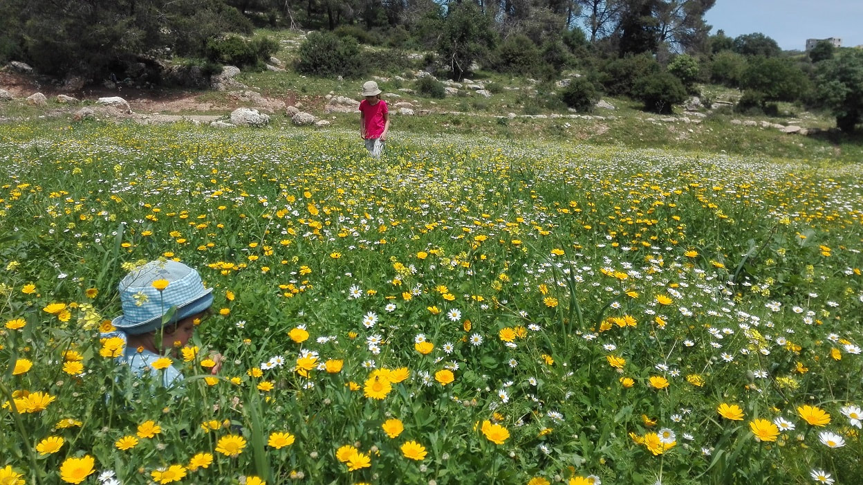Observing Chrysanthemum and Anthemis